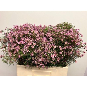 CHAME UN JUPITER SOL