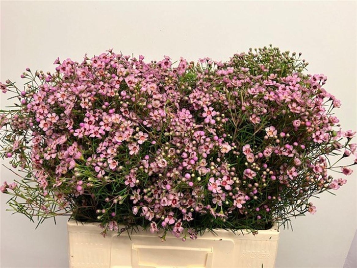 <h4>CHAME UN JUPITER SOL</h4>