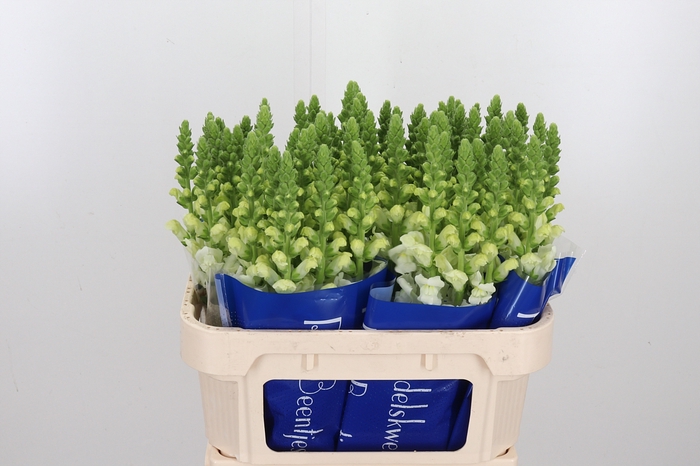 <h4>Antir Antibes White</h4>