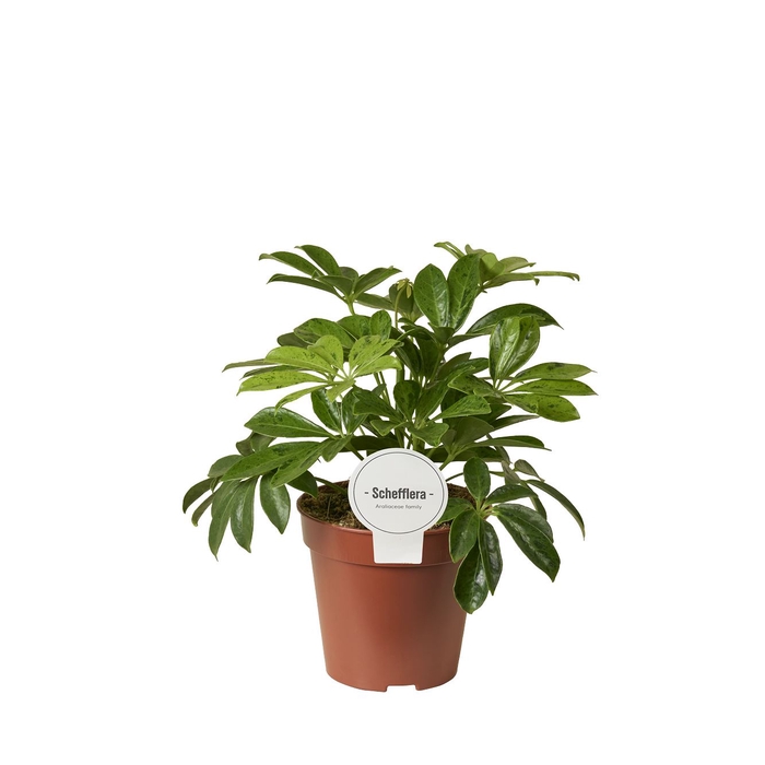 <h4>Schefflera</h4>