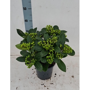 Veitchii 19cm 14+ tros