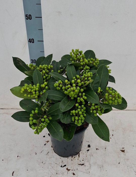 <h4>Veitchii 19cm 14+ tros</h4>