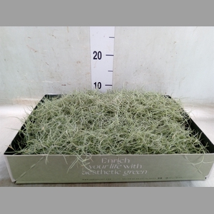 Tillandsia usneoides