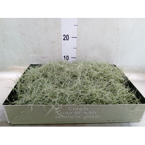 Tillandsia usneoides