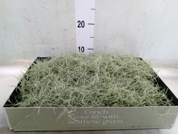 <h4>Tillandsia usneoides</h4>