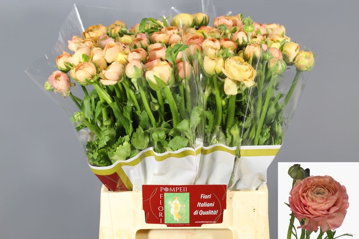 <h4>Ranunculus El Salmon</h4>