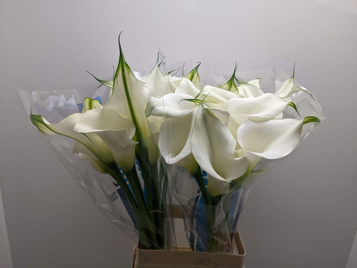 <h4>Calla Ventura</h4>