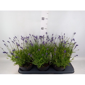 Lavandula angus. 'Essence Pure'