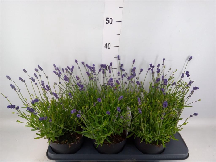 Lavandula angus. 'Essence Pure'