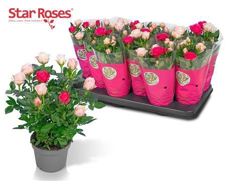 <h4>Ro Champagne Star</h4>