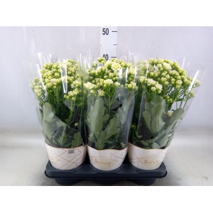 Kalanchoe  'Sunny White'