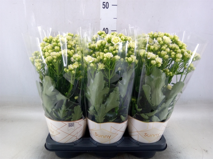 <h4>Kalanchoe  'Sunny White'</h4>