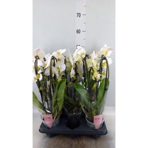 Phalaenopsis 'Elegant Cascade'