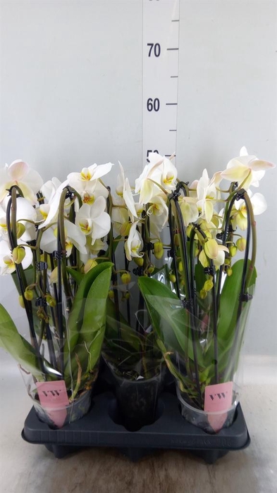 <h4>Phalaenopsis 'Elegant Cascade'</h4>