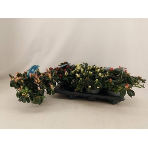 !! PROMO !! RHODO SI VOGEL MIX P13