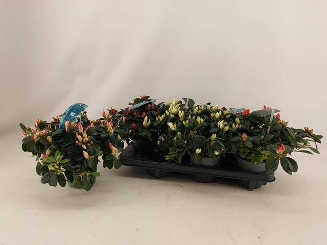 <h4>!! PROMO !! RHODO SI VOGEL MIX P13</h4>