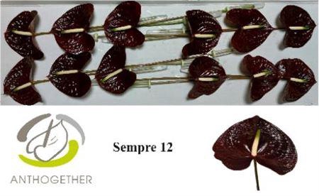 <h4>Anth A Sempre</h4>