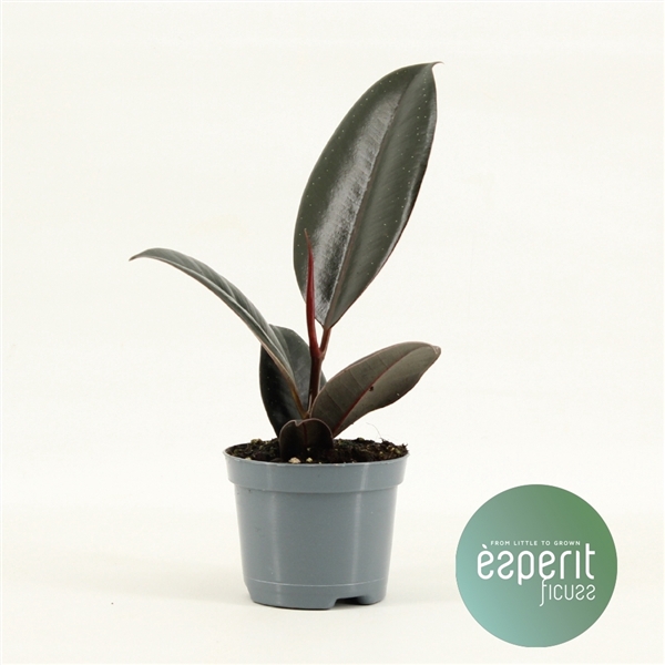 <h4>Ficus elastica Abidjan</h4>