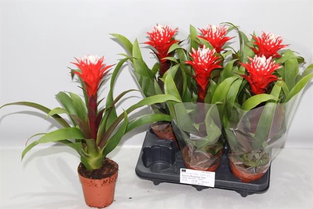 Guzmania Hope 12Ø 43cm