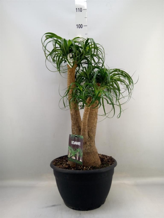 <h4>Beaucarnea recurvata</h4>