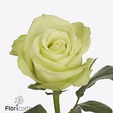 <h4>Rosa large noelle!</h4>