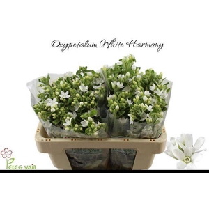 Oxy Co Perf Whi Harm