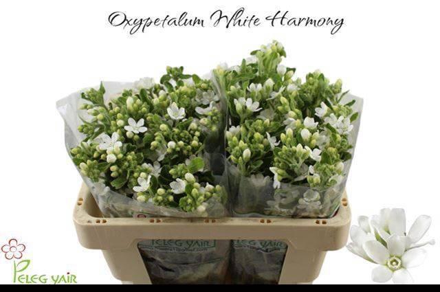 <h4>OXY CO PERF WHI HARM</h4>