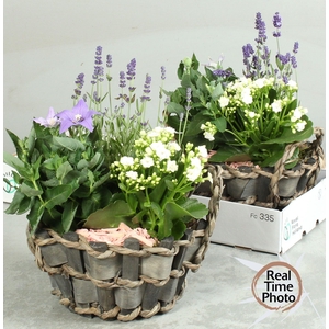 ARR TUINPLANTEN
