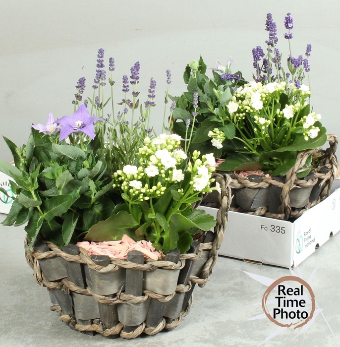 <h4>ARR TUINPLANTEN</h4>