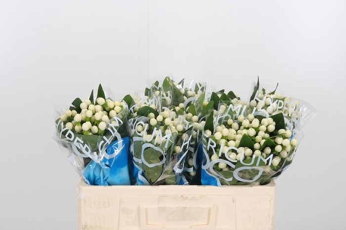 <h4>Hyp Coco Uno</h4>