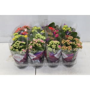 KALANCHOE DOBRADO MINI P09