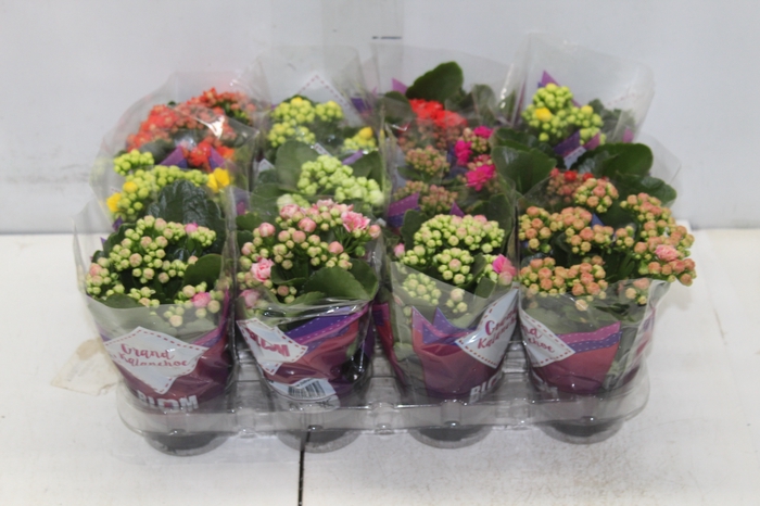 <h4>KALANCHOE DOBRADO MINI P09</h4>