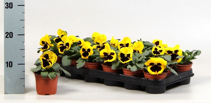 <h4>Viola wr. 'Colossus Yellow Blotch'</h4>