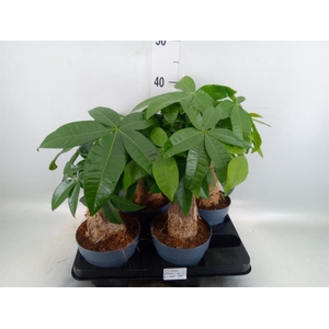 Pachira aquatica