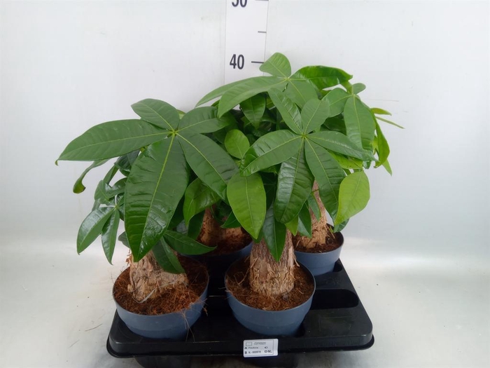 <h4>Pachira aquatica</h4>