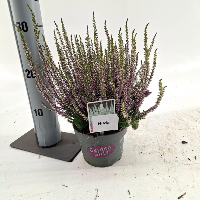 <h4>Calluna vulg. ‘Hilda’ (gg) PBR</h4>