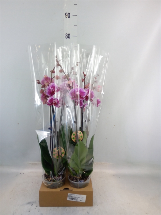 <h4>Phalaenopsis   ...</h4>