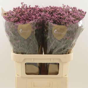 LIMONIUM SINENSE 'TIFFANY DIAMOND'