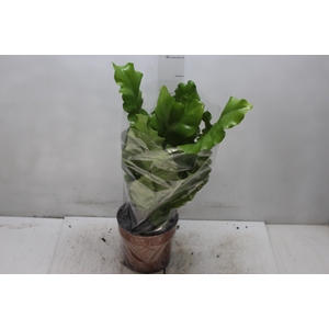 ASPLENIUM VARIADO P17