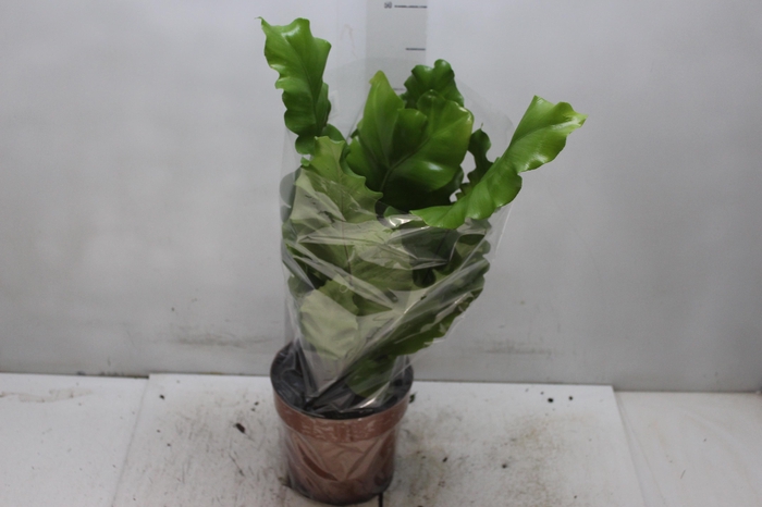 <h4>ASPLENIUM VARIADO P17</h4>