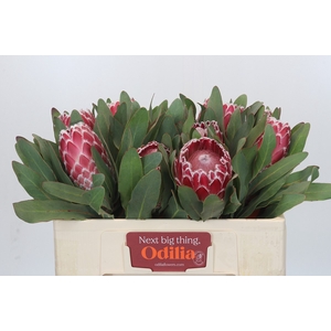 Protea Empress