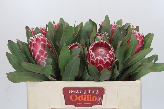 <h4>Protea Empress</h4>