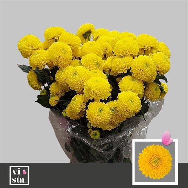 <h4>CHR T LIMONCELLO</h4>