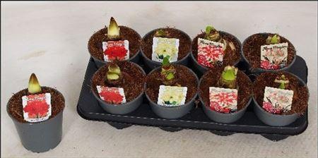 Hipp Gem 4 Srt 2 Branches