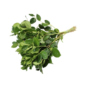 Salal Tips Cult 10tak P/b 50cm