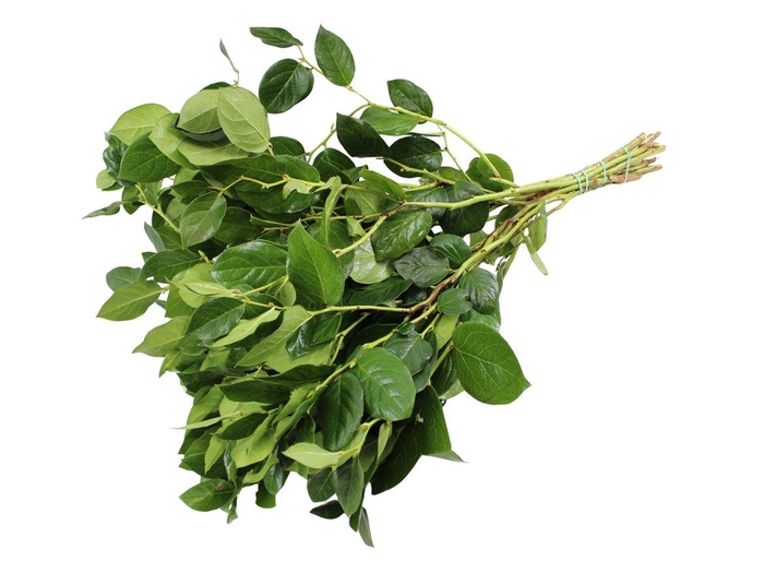 Salal Long X12