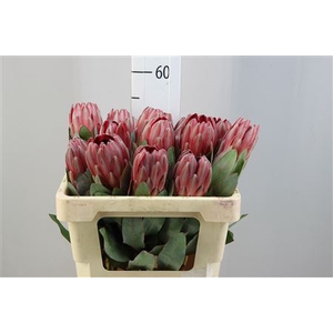 Protea Sharon