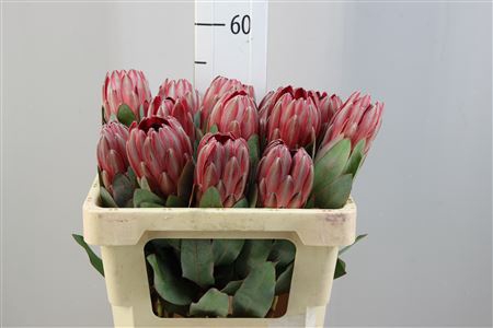 <h4>Protea Sharon</h4>