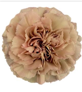 <h4>Di St Caramel</h4>