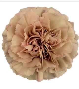 <h4>Di St Caramel</h4>